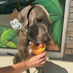 dog tasting their delicious fruit protein shakes.